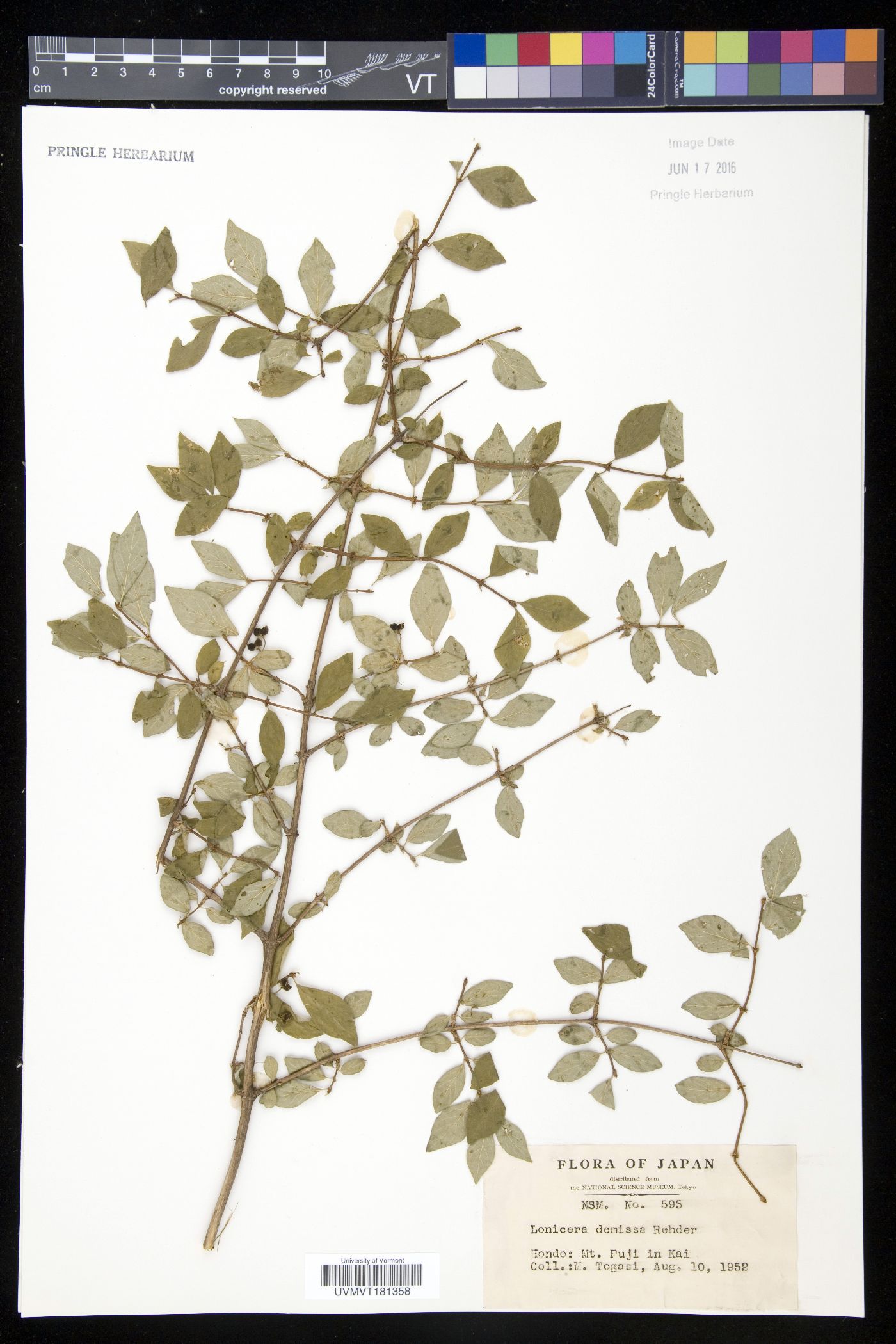 Lonicera demissa image