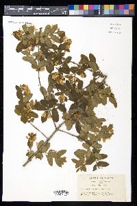Lonicera morrowii image