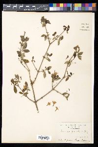 Lonicera gracilipes image