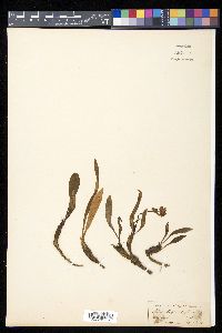 Nardostachys jatamansi image