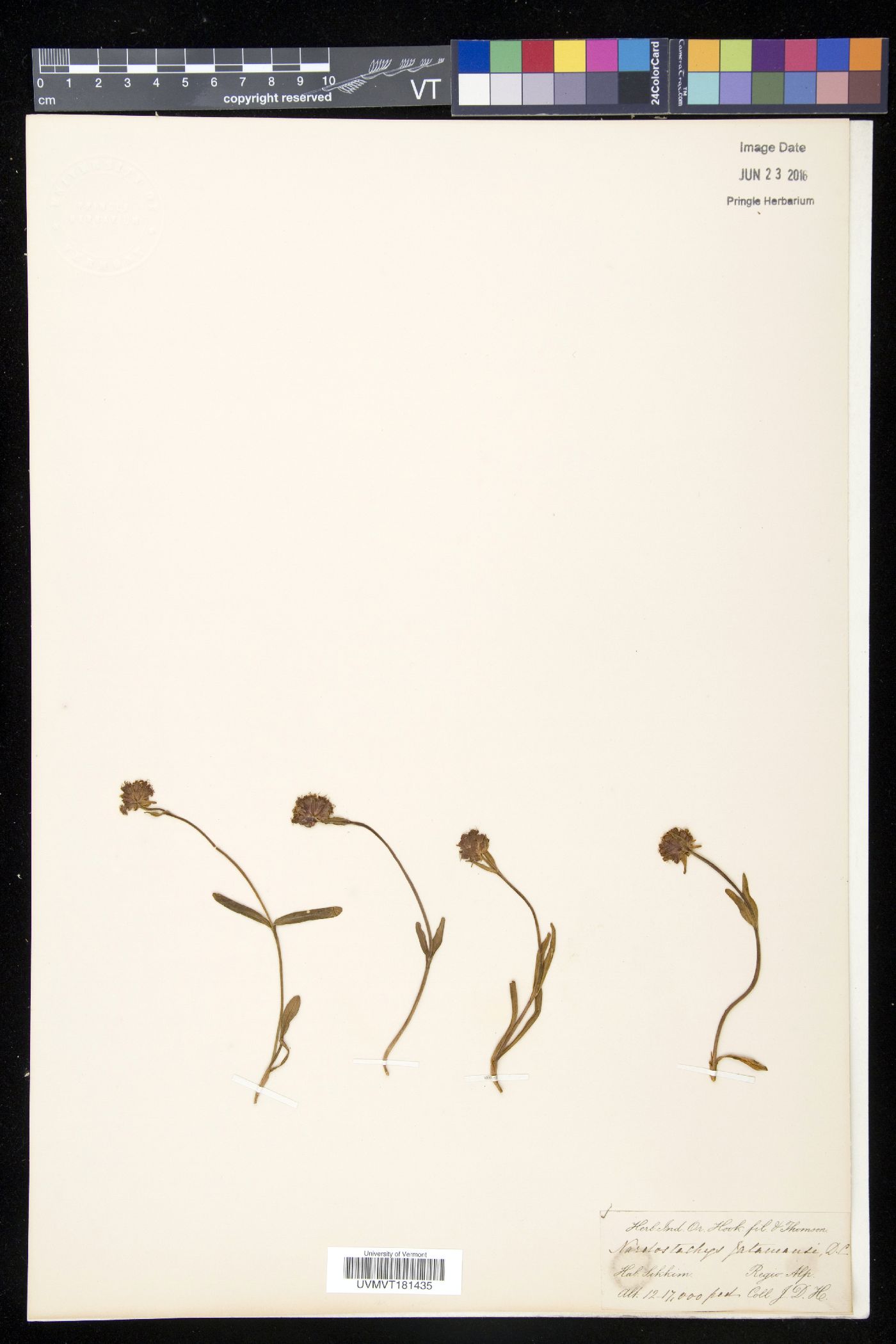 Nardostachys image