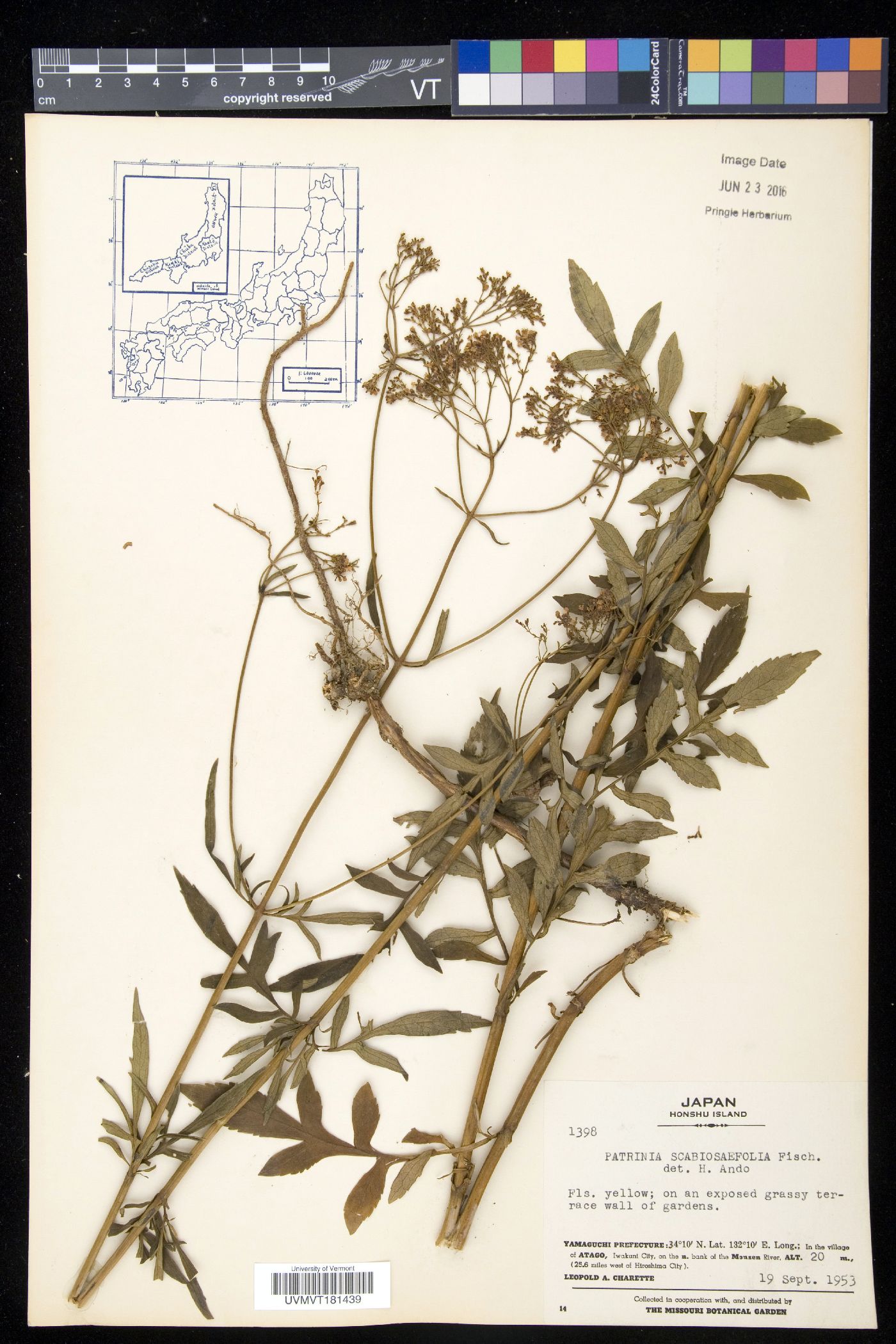 Patrinia scabiosifolia image