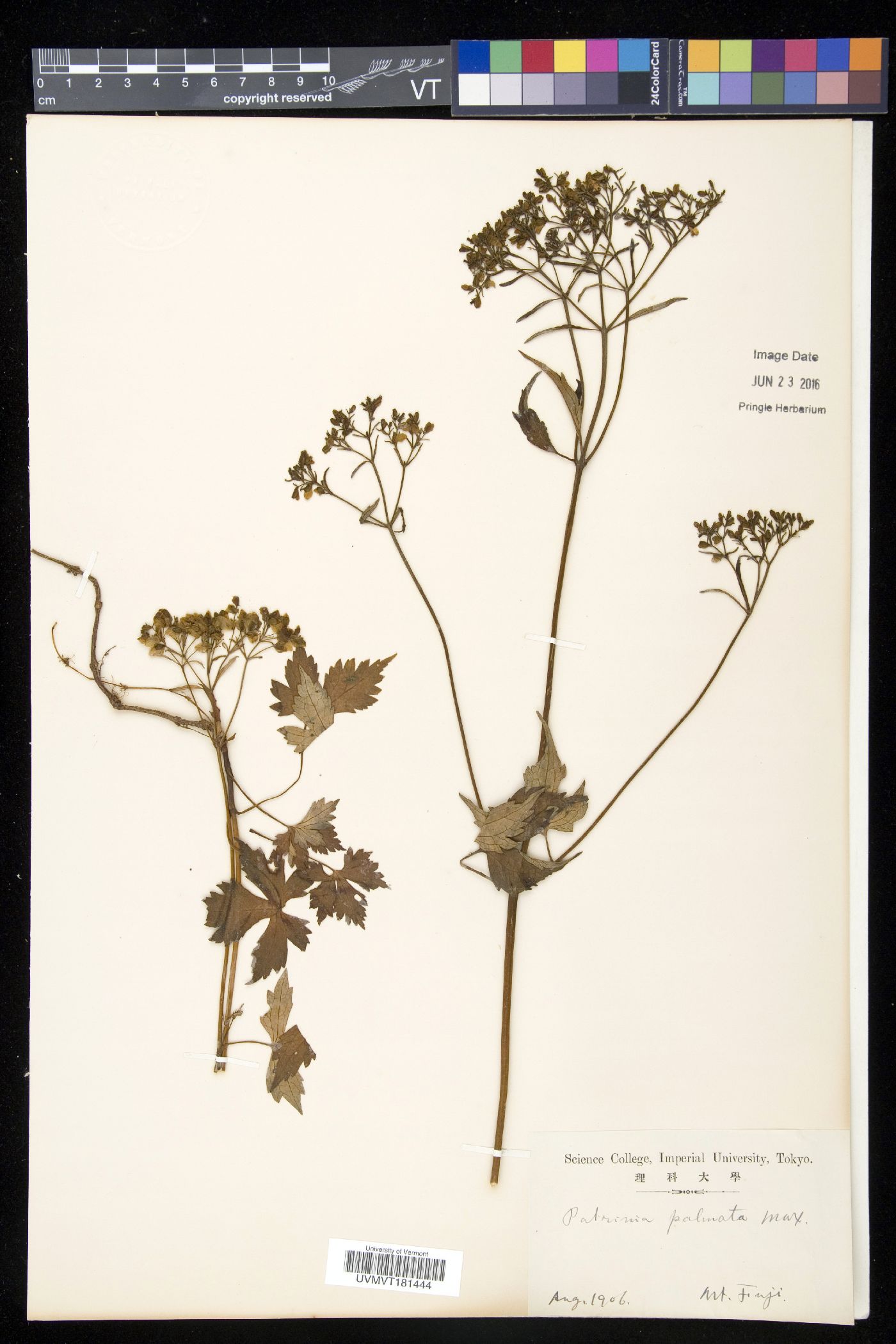 Patrinia triloba subsp. palmata image