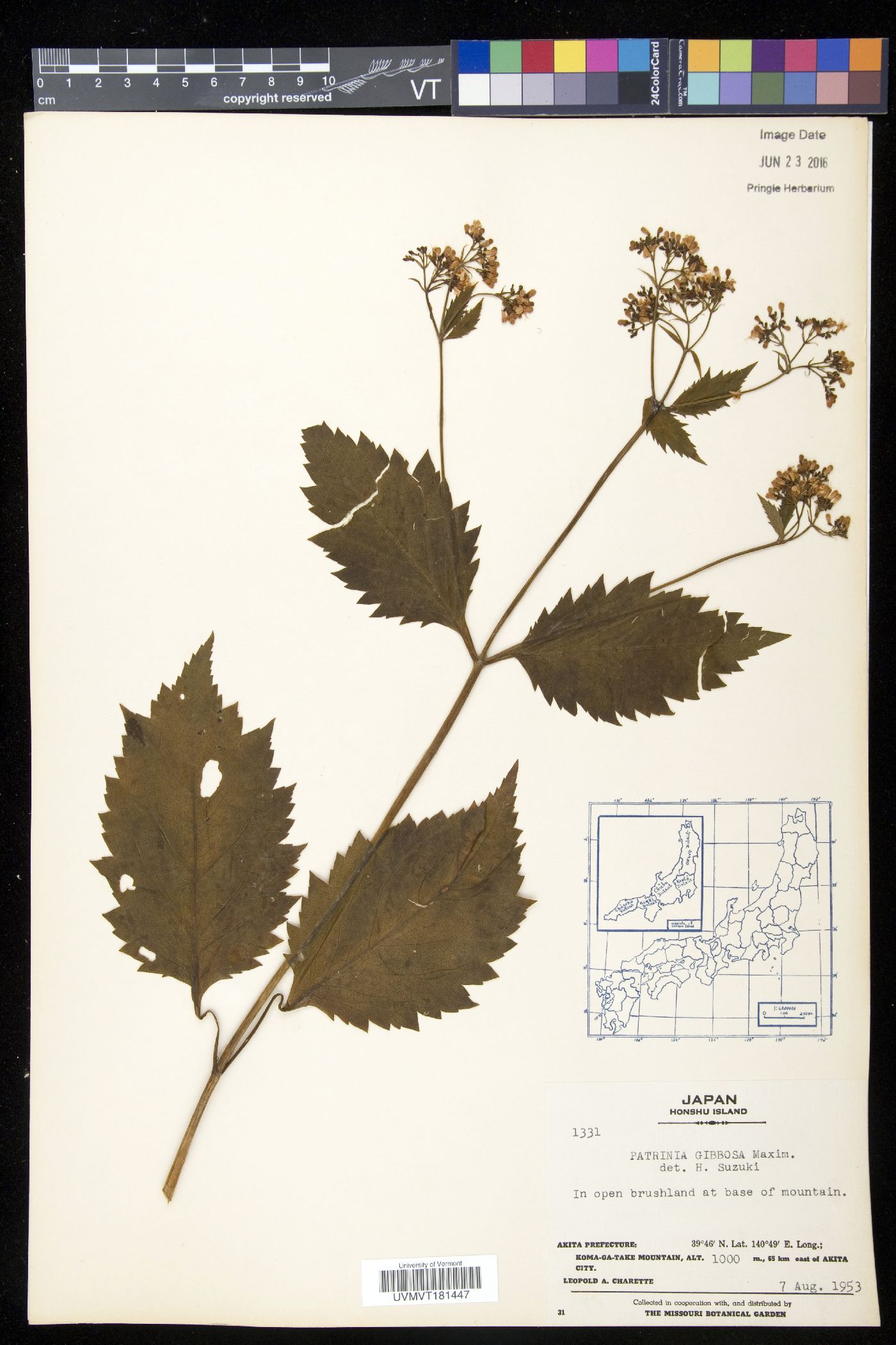 Patrinia gibbosa image