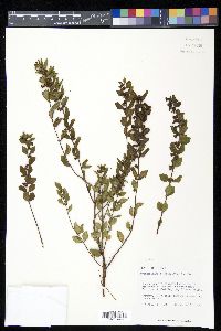 Symphoricarpos orbiculatus image