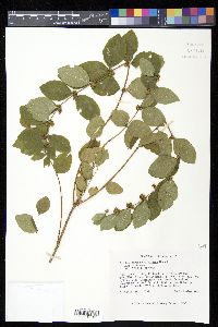 Symphoricarpos orbiculatus image