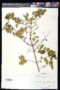 Symphoricarpos orbiculatus image