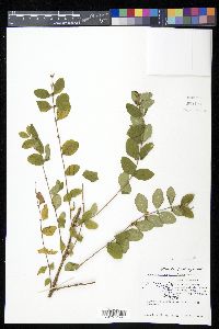 Symphoricarpos orbiculatus image