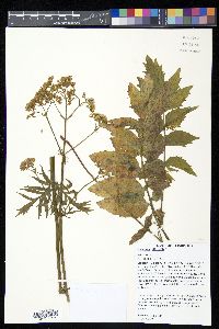 Valeriana officinalis image
