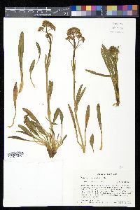 Valeriana prionophylla image