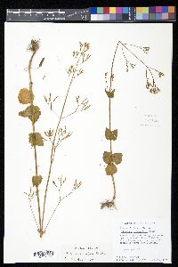 Valeriana urticifolia image