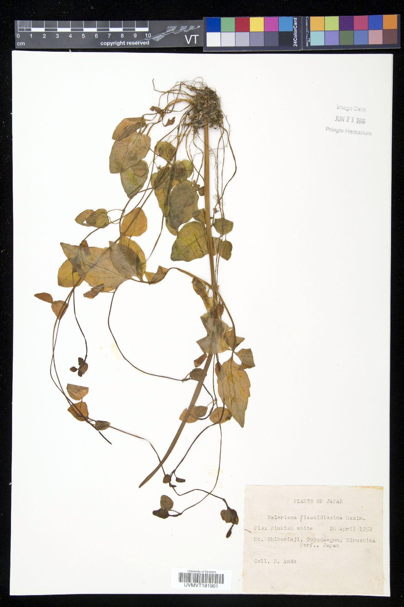 Valeriana flaccidissima image