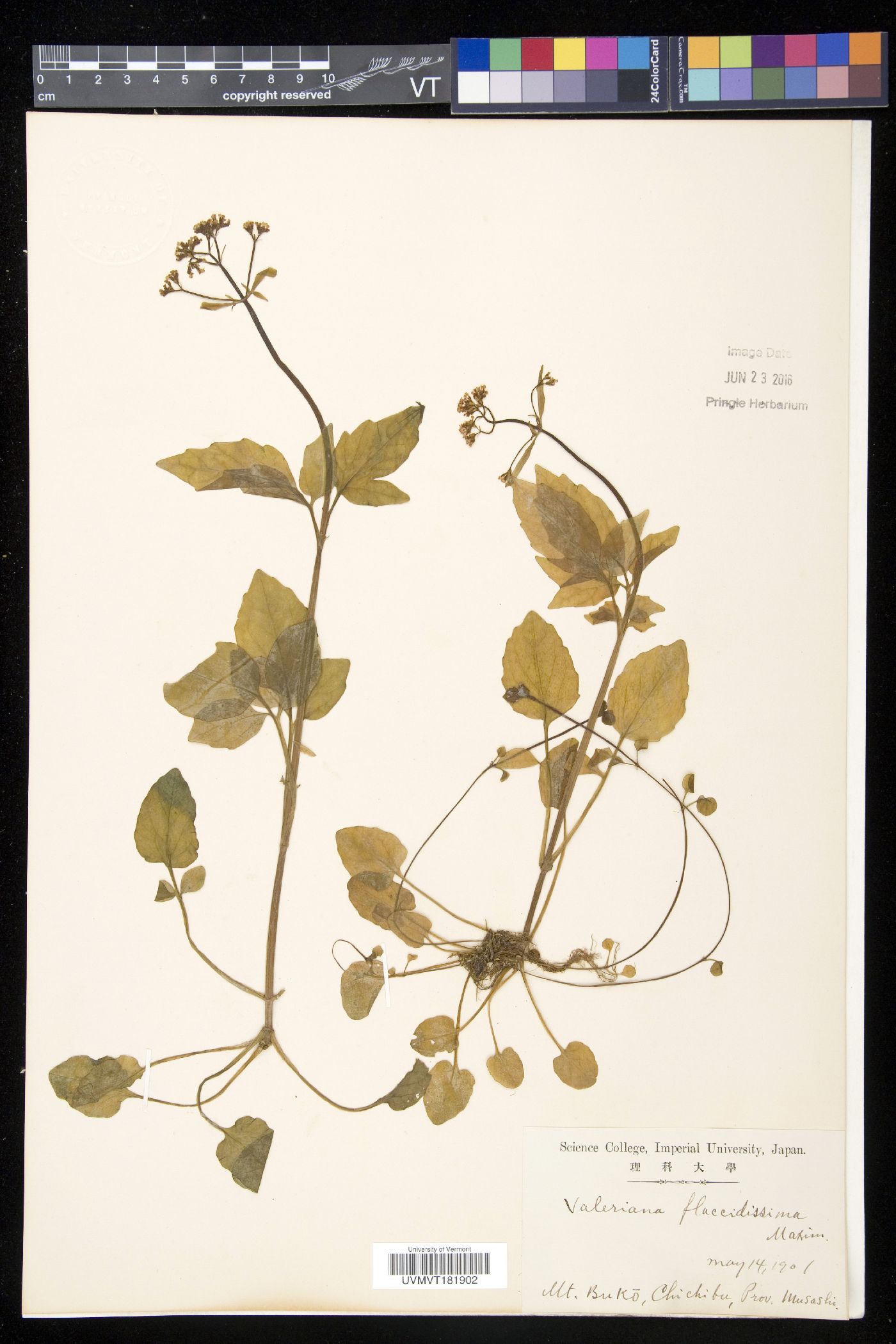 Valeriana flaccidissima image