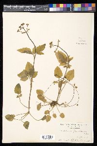 Valeriana flaccidissima image