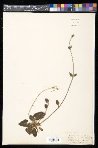 Valeriana jatamansi image