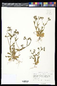 Valerianella locusta image