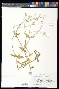 Valerianella chenopodiifolia image