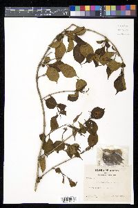 Weigela decora image