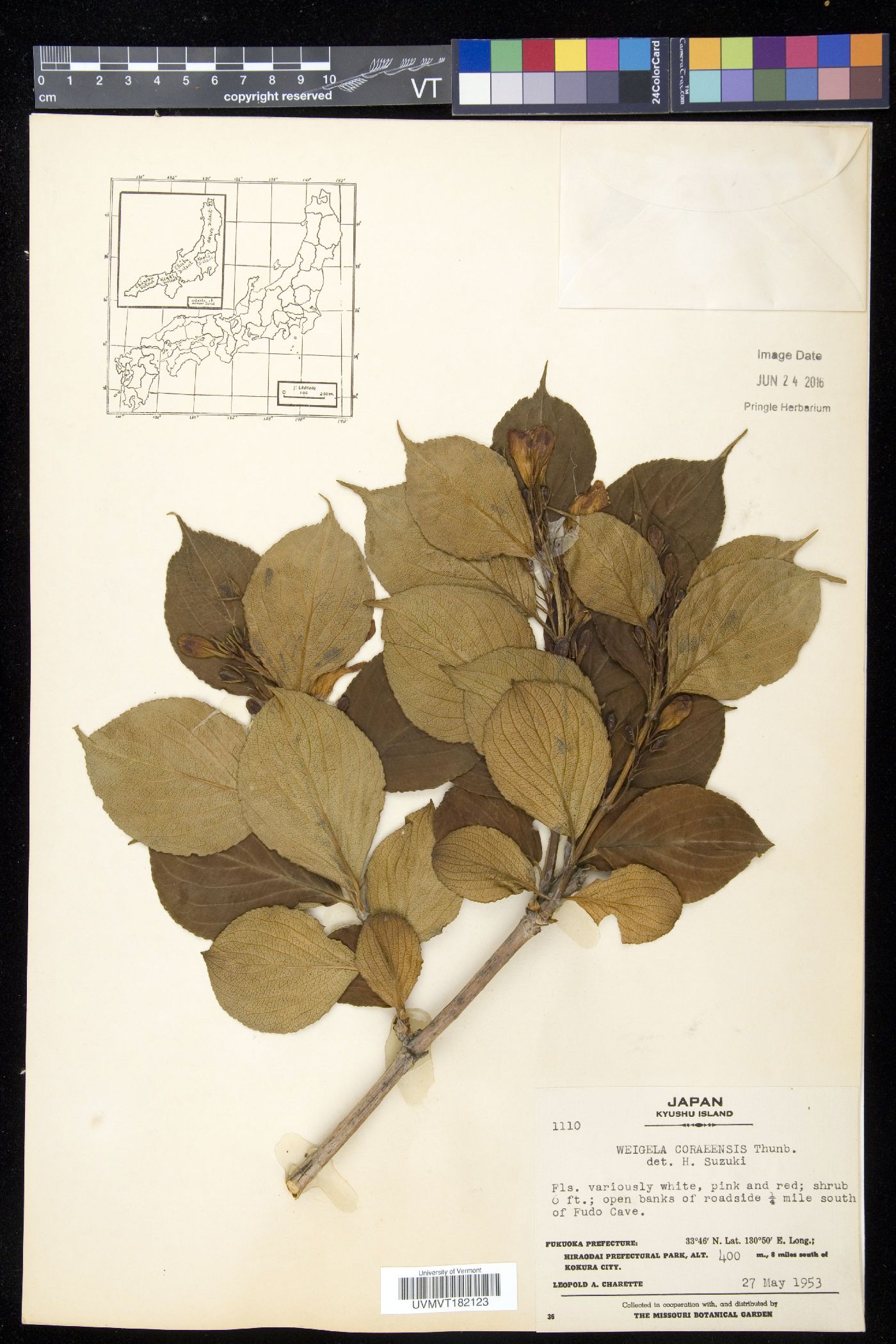 Weigela coraeensis image