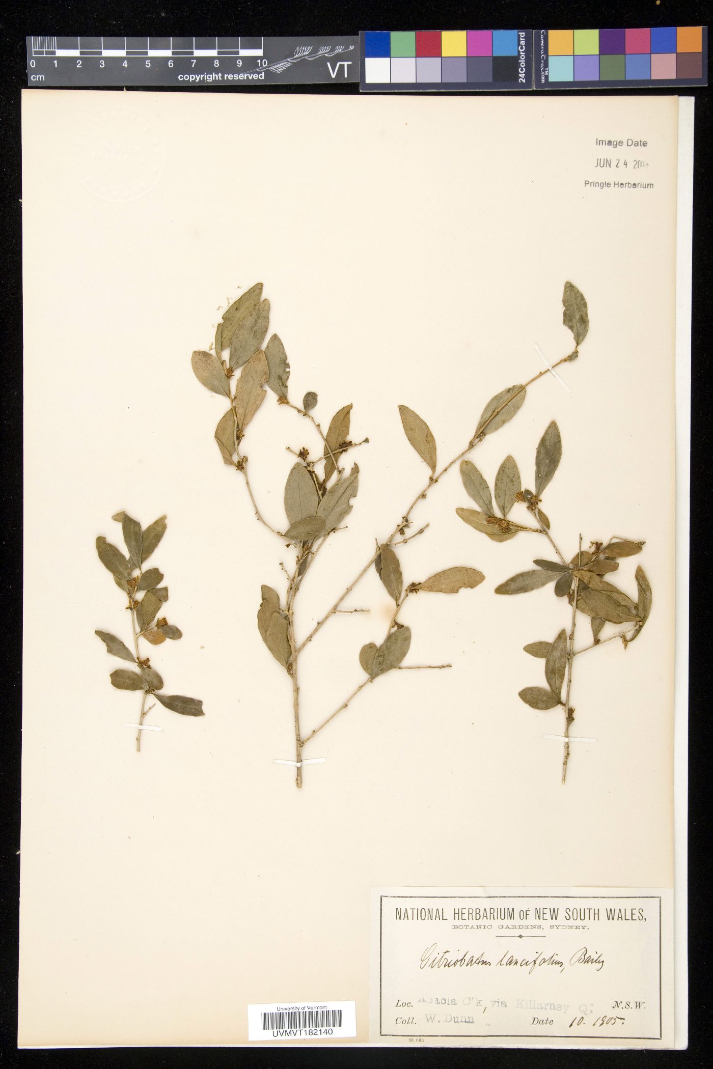 Citriobatus image