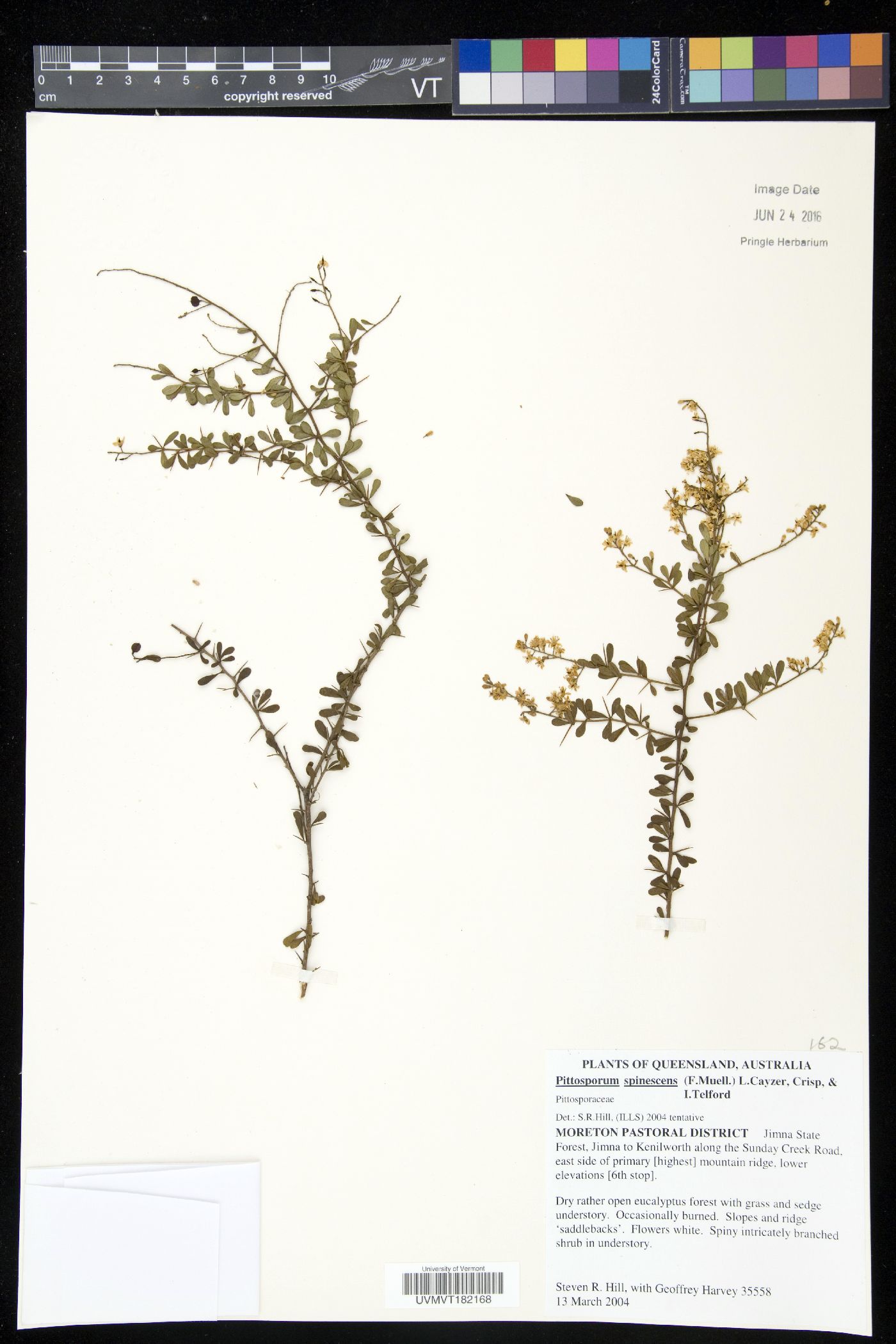 Pittosporum spinescens image