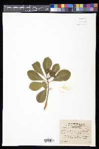 Pittosporum tobira image