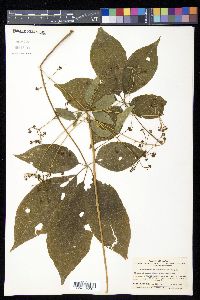 Chengiopanax sciadophylloides image