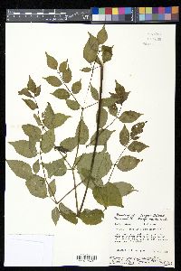 Aralia spinosa image