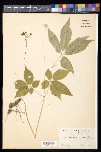 Media resource of Panax japonicus