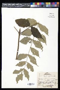 Aralia elata image