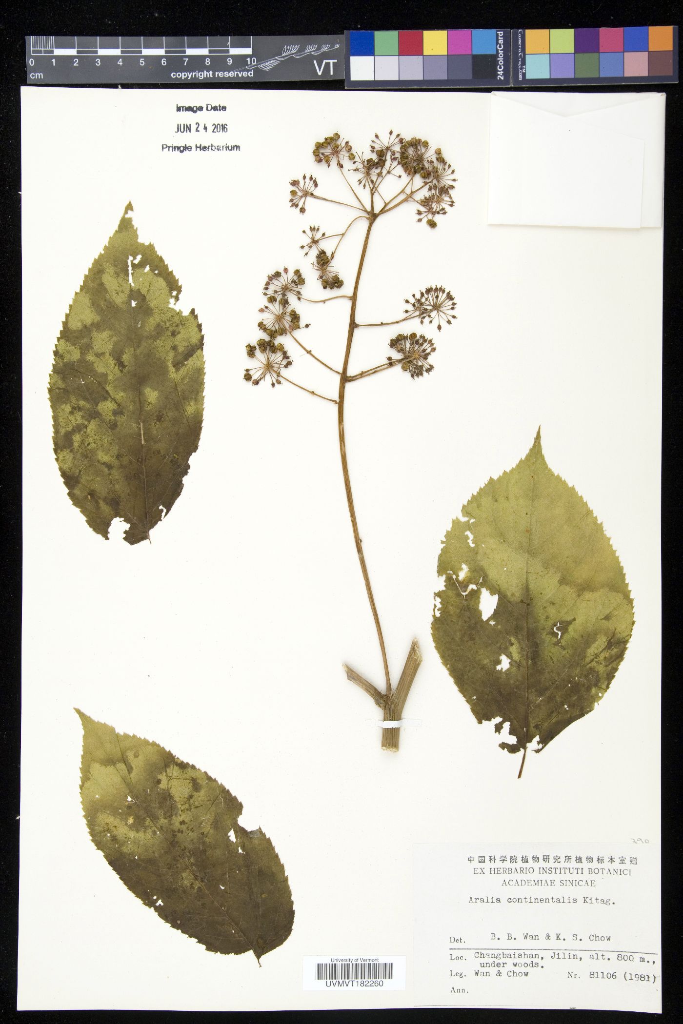 Aralia continentalis image