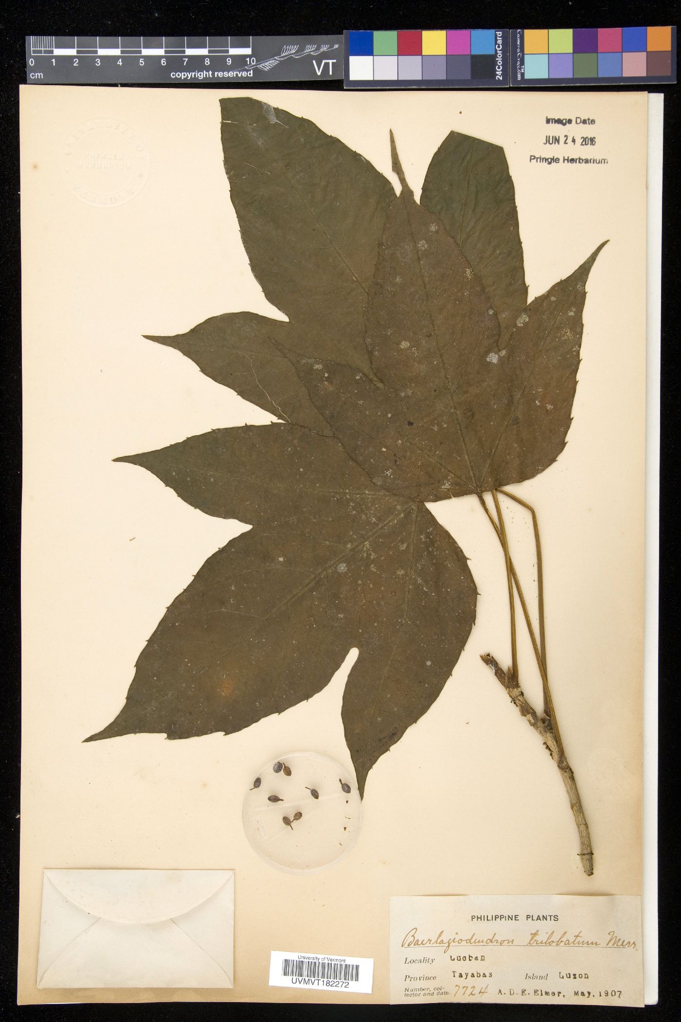 Osmoxylon trilobatum image