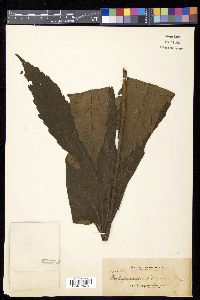 Osmoxylon pulcherrimum image