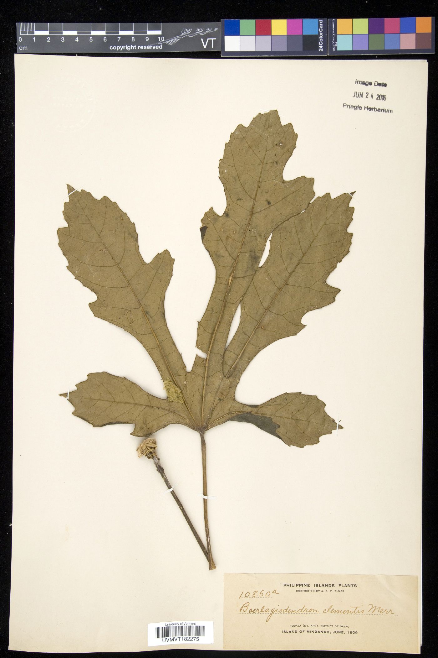 Osmoxylon luzoniense image