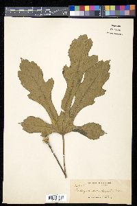 Media resource of Osmoxylon luzoniense
