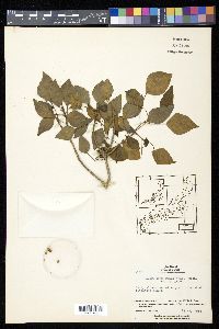 Hedera rhombea image