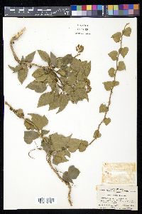 Hedera rhombea image