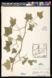 Hedera rhombea image