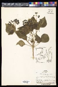 Hedera rhombea image