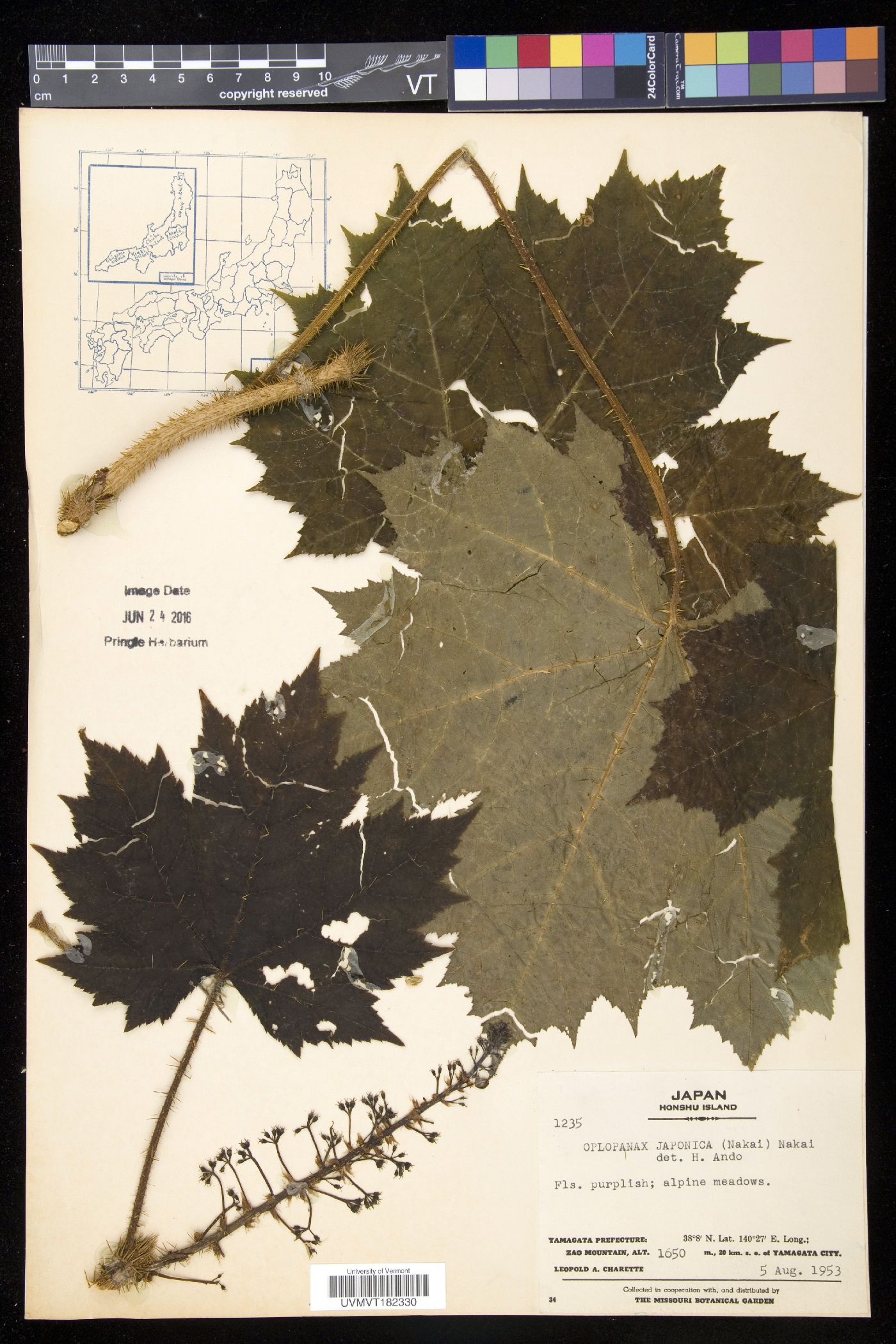Oplopanax japonicus image