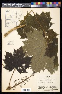 Oplopanax japonicus image