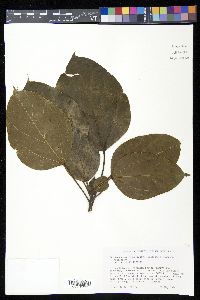 Oreopanax capitatus image