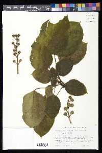Oreopanax capitatus image