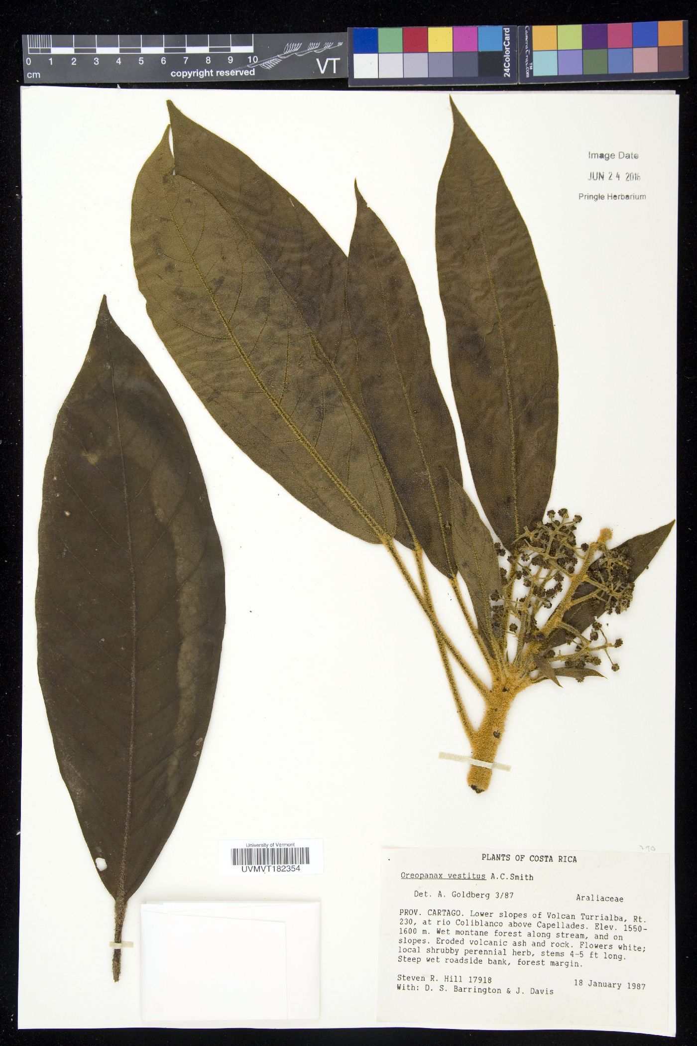 Oreopanax vestitus image