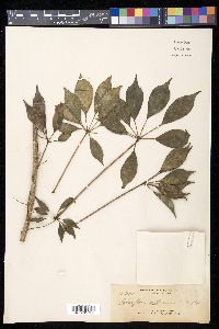 Schefflera foetida image