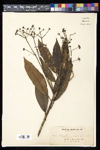 Schefflera simplicifolia image