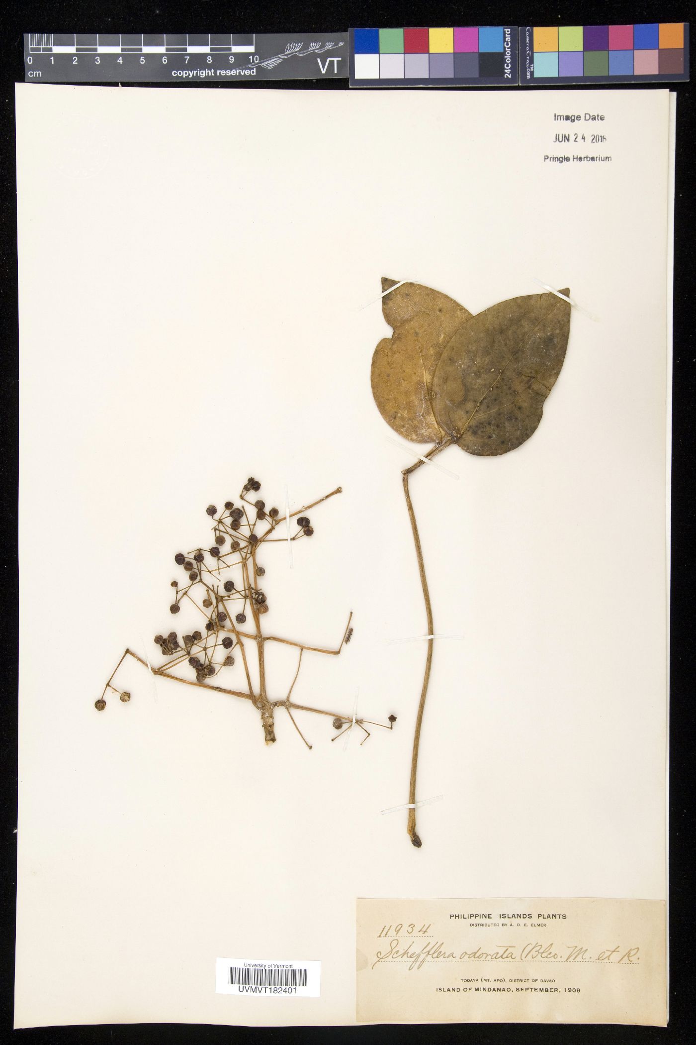 Schefflera odorata image