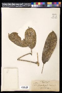 Schefflera longifrutescens image