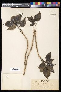 Schefflera foetida image