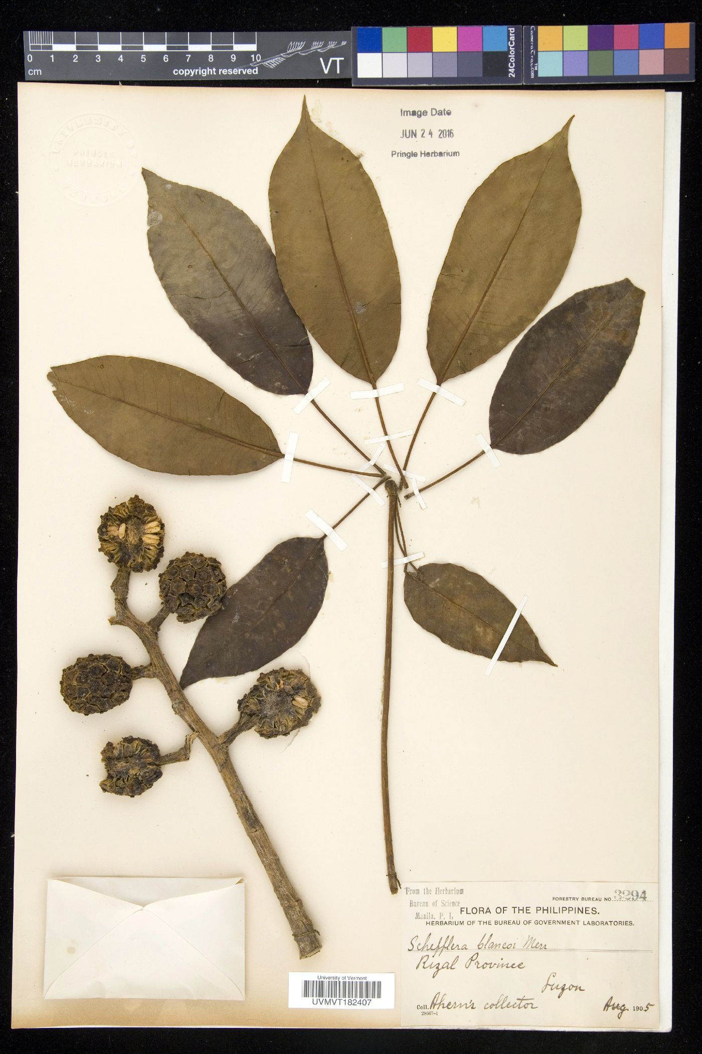 Schefflera blancoi image